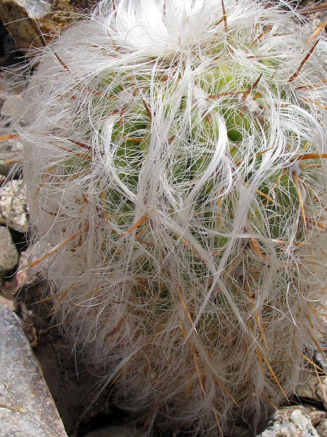 اورئوسریوس کلسیانوس